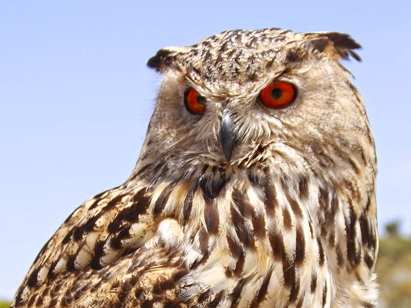 Presentación de aves rapaces